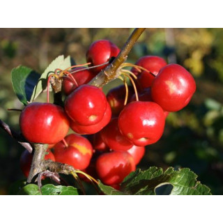 Rajska Jabłoń ozdobna Ola