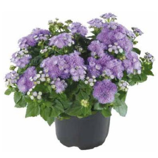 Żeniszek meksykański Hawaii F1 Blue