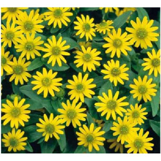 Sanvitalia Solaris®