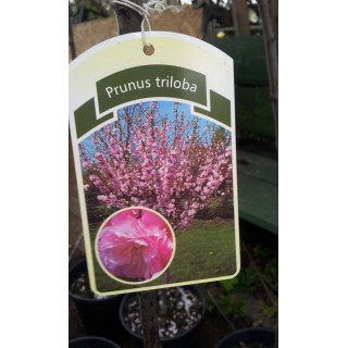 Migdałek szczepiony na pniu