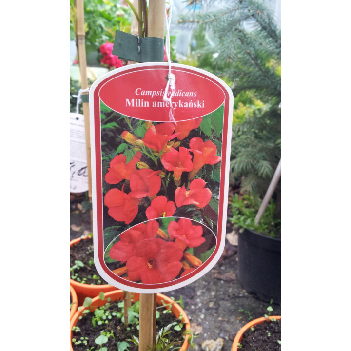 Milin amerykański - czerwony Ursynów