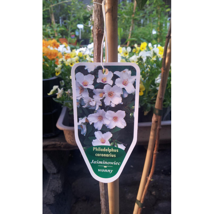 Jaśminowiec wonny na pniu PA90