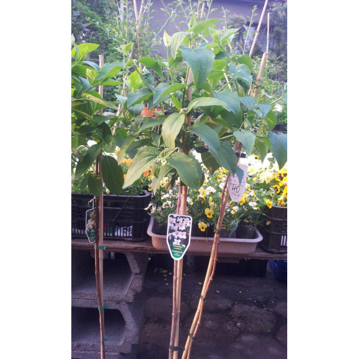 Jaśminowiec wonny na pniu PA90