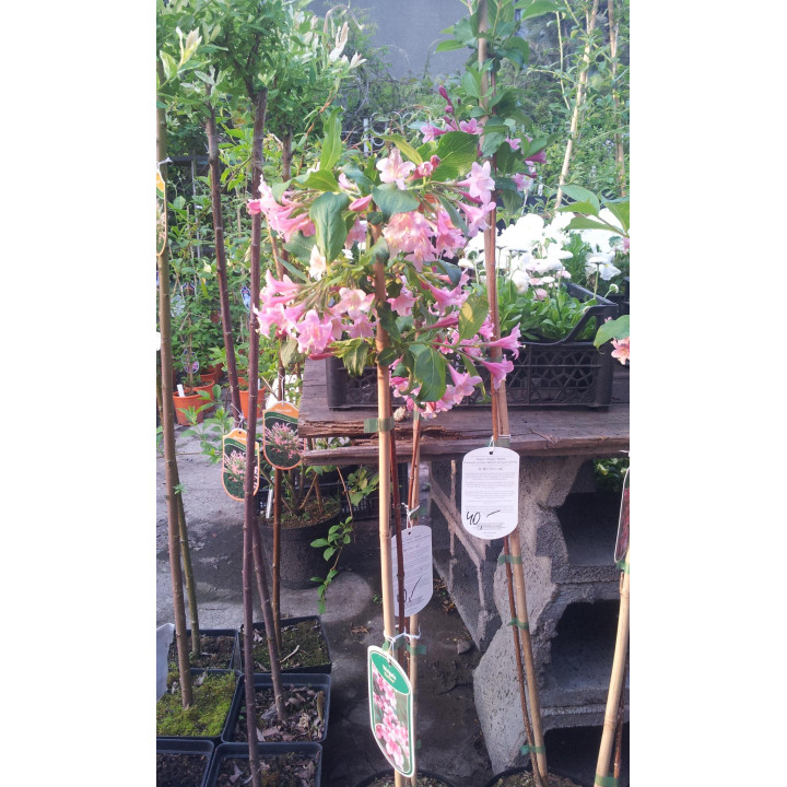 Krzewuszka styriaca na pniu