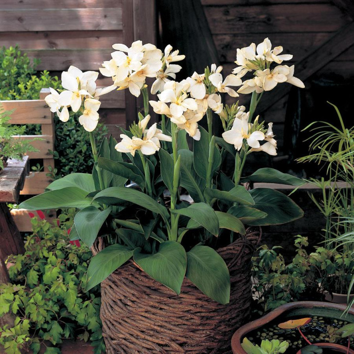 Paciorecznik, Kanna Cannova F1 Scarlet