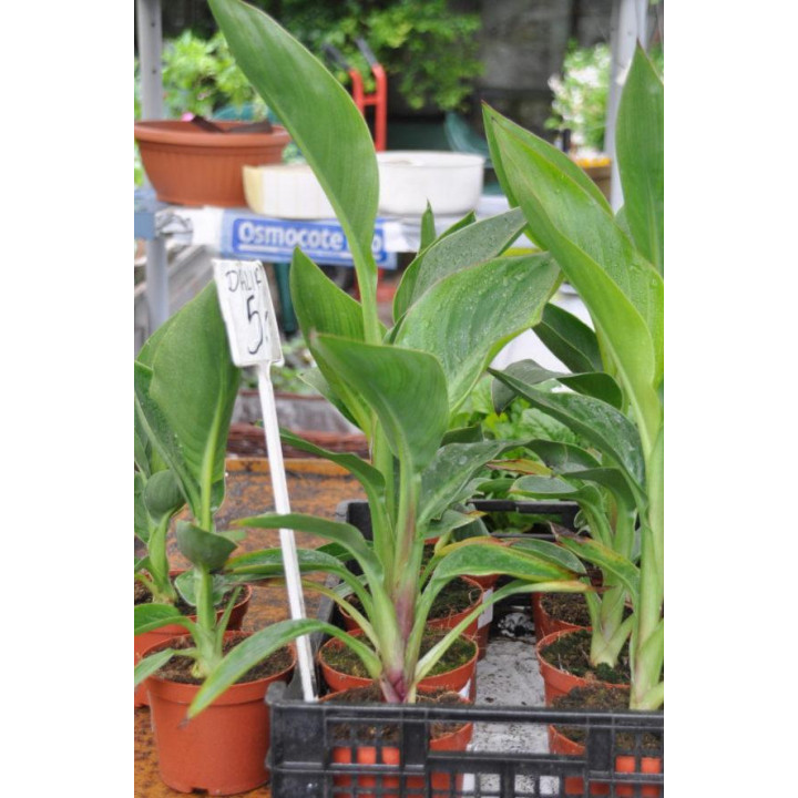 Paciorecznik, Kanna Cannova F1 Scarlet