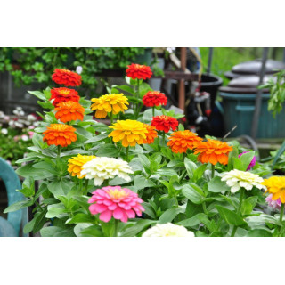 Cynia (Zinnia)