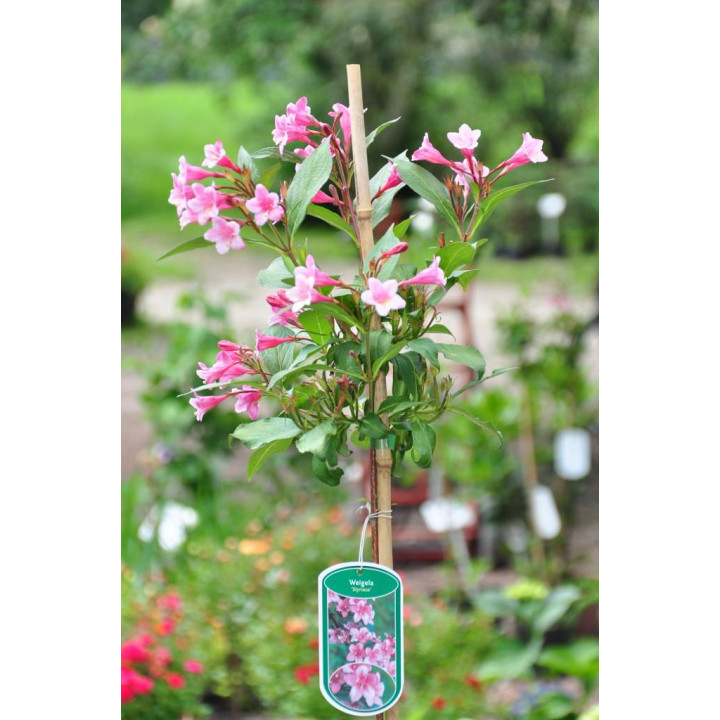 Krzewuszka styriaca na pniu