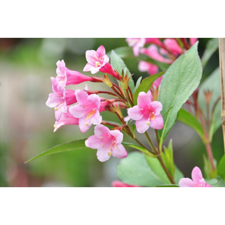 Krzewuszka styriaca na pniu