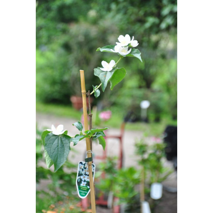 Jaśminowiec wonny na pniu PA90