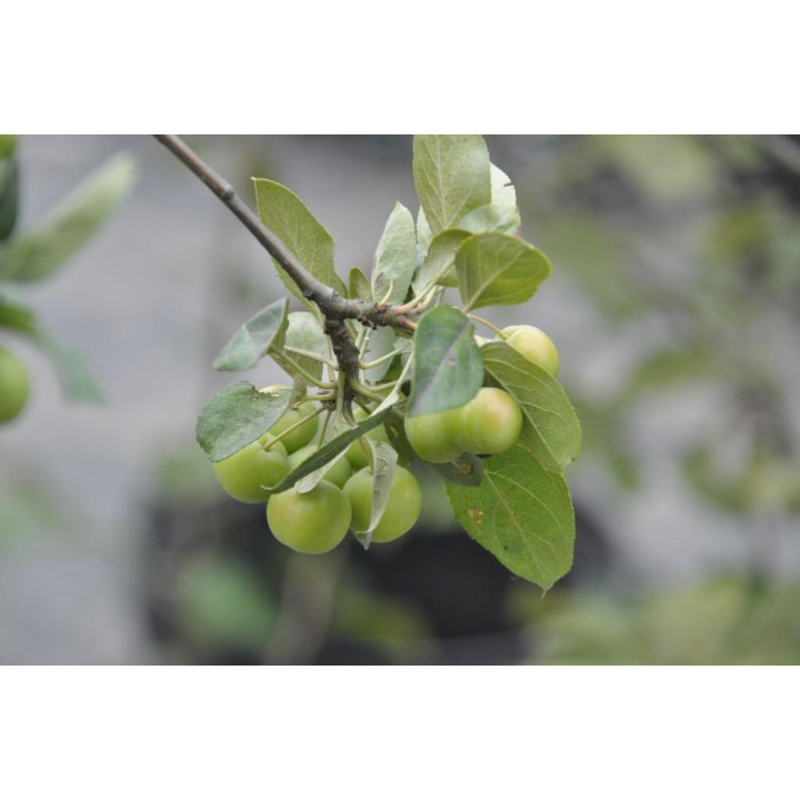 Jabłoń ozdobna Golden Hornet