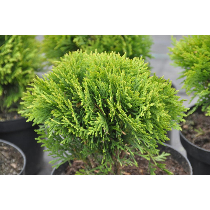 Thuja Danica