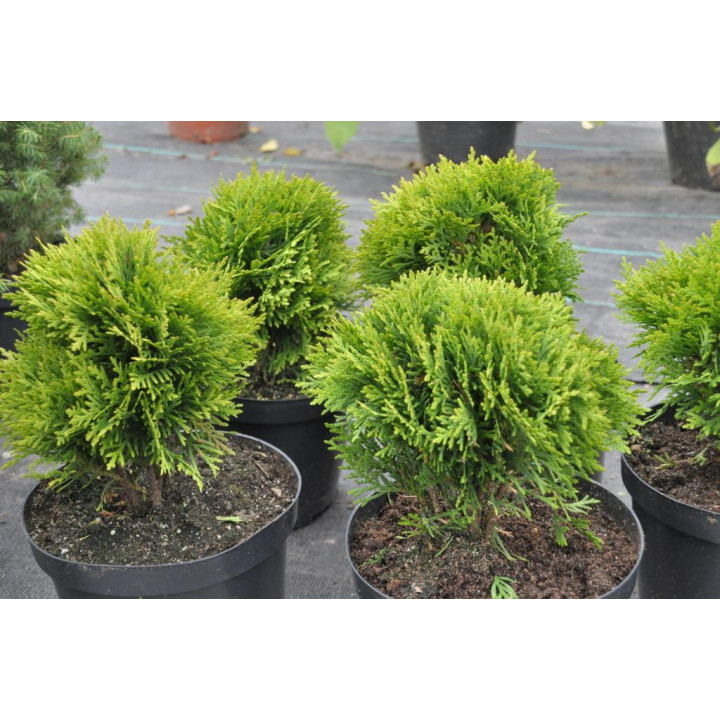 Thuja Danica