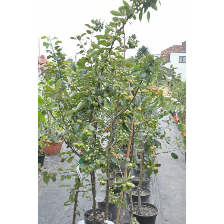 Jabłoń ozdobna Golden Hornet