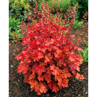 Żurawka Peach Crisp