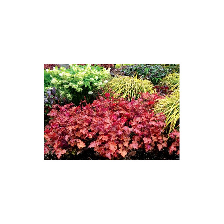 Żurawka Peach Crisp