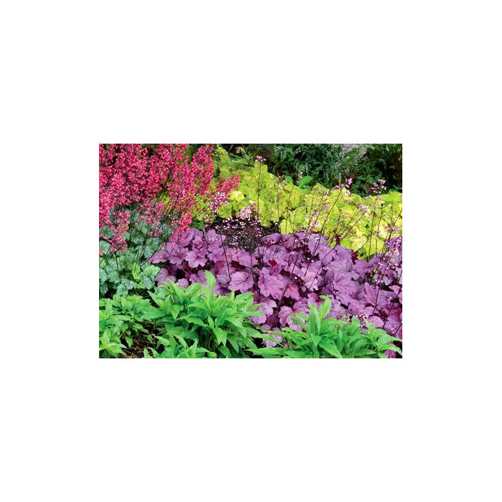 Żurawka Georgia Plum