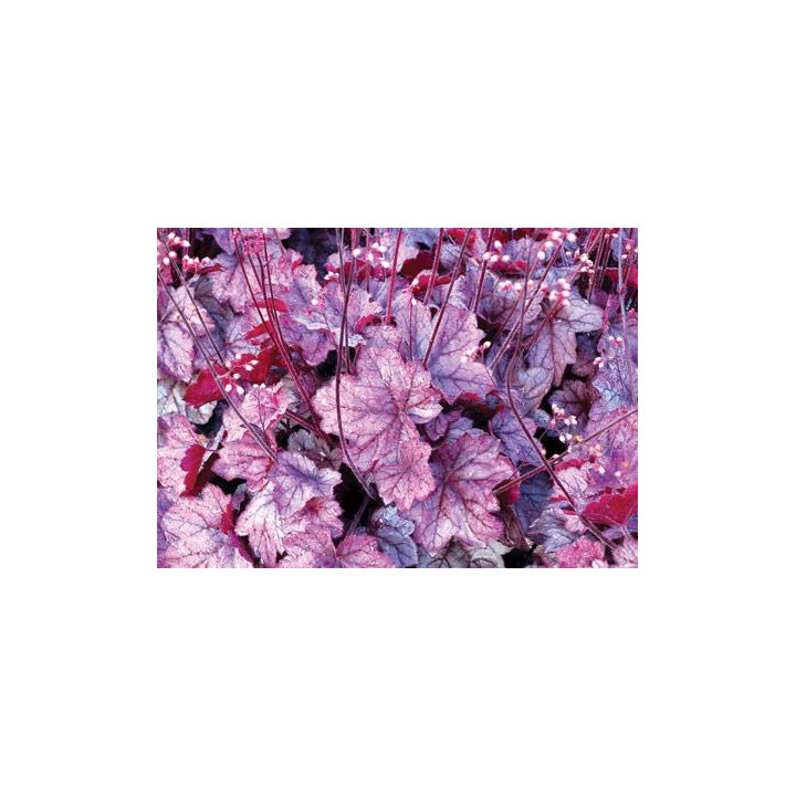 Żurawka Georgia Plum