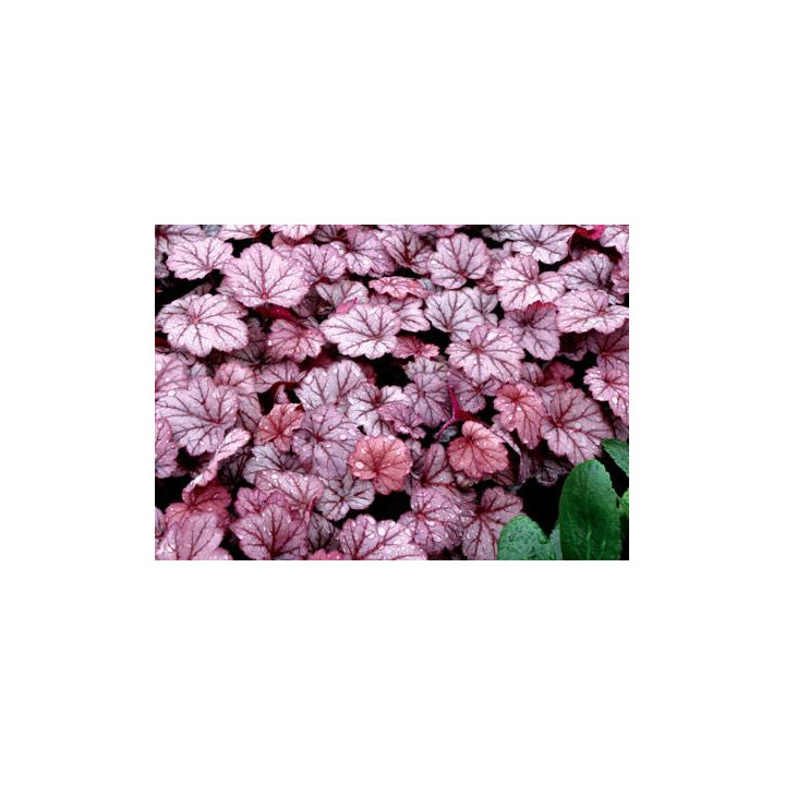 Żurawka Georgia Plum