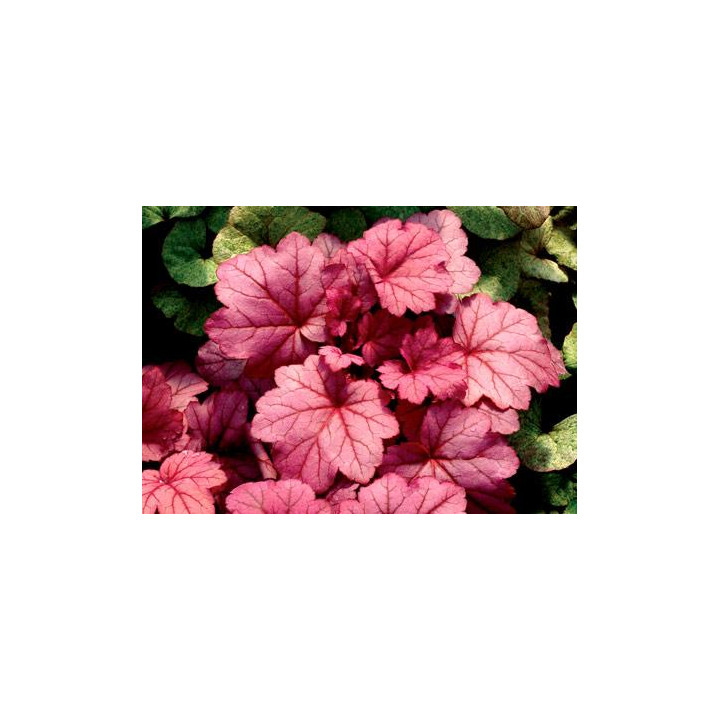 Żurawka Georgia Plum