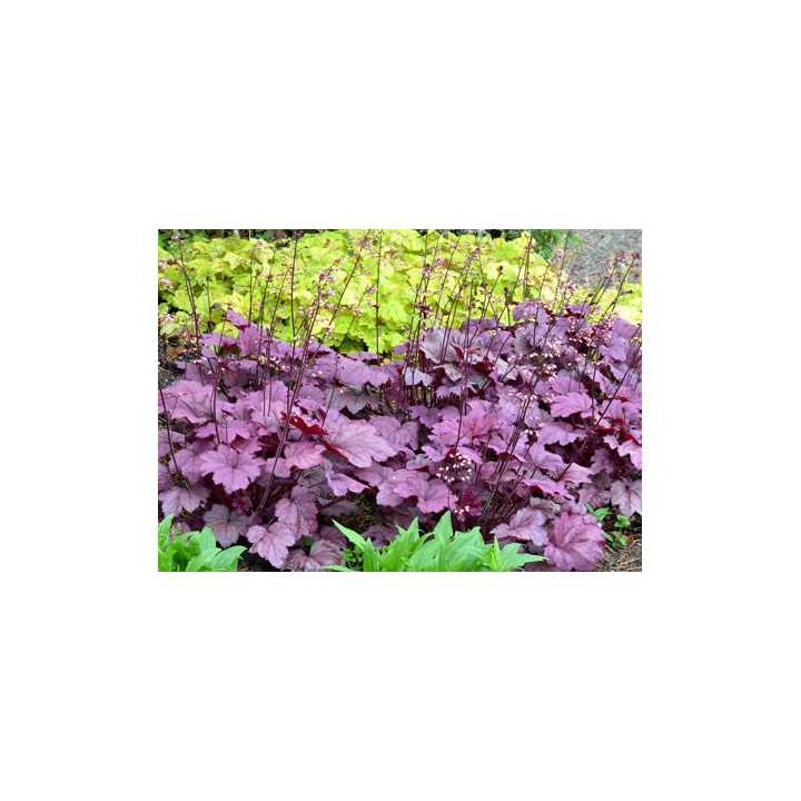 Żurawka Georgia Plum