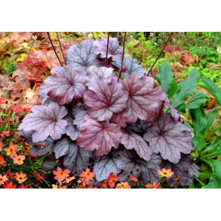 Żurawka Georgia Plum