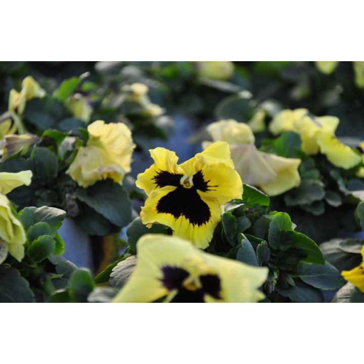 Bratek Wielkokwiatowy Żółty z plamką