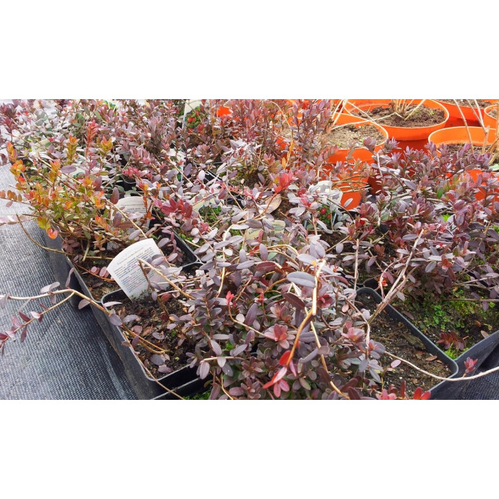 Żurawina wielkoowocowa "Pilgrim"