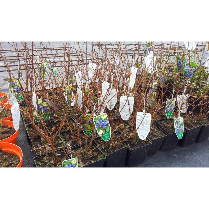 Jagoda kamczacka "Dlinnopłodna"