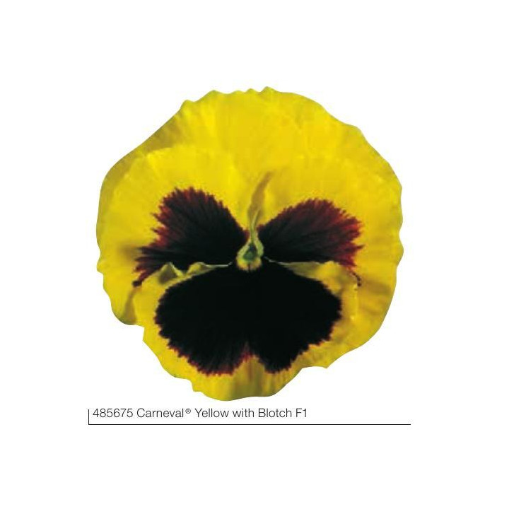 Bratek Wielkokwiatowy Żółty z plamką (Viola Wittrockiana)