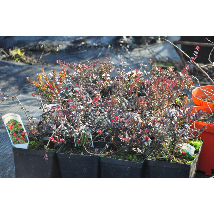 Żurawina wielkoowocowa "Pilgrim"