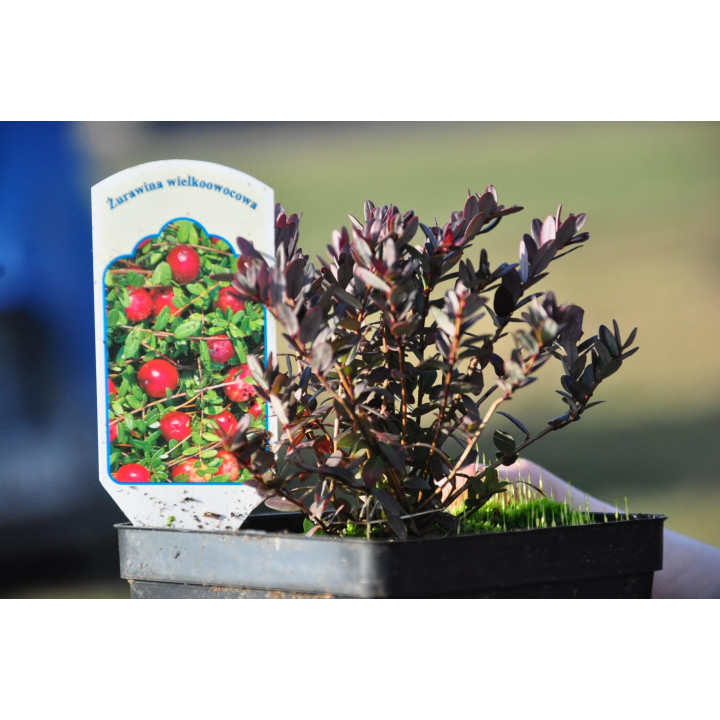 Żurawina wielkoowocowa "Pilgrim"