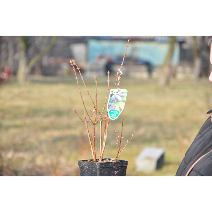 Jagoda kamczacka "Dlinnopłodna"