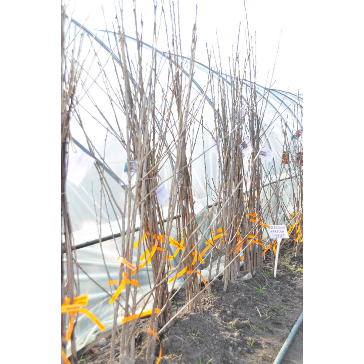 Czereśnia Karesova   (Prunus avium)