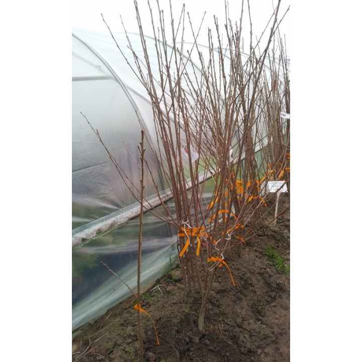 Czereśnia Burlat  (Prunus avium)