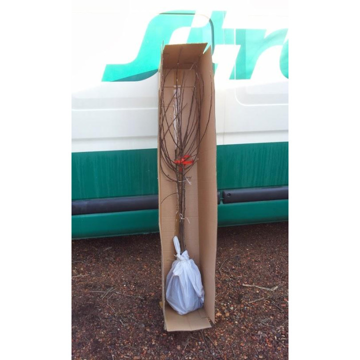 Czereśnia Burlat  (Prunus avium)