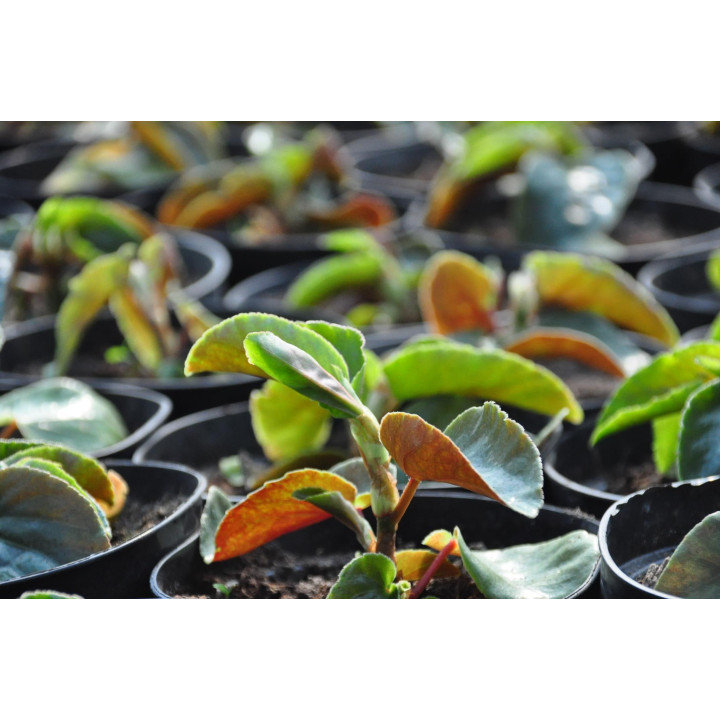 Begonia x hybrida 'Dragon Wing'
