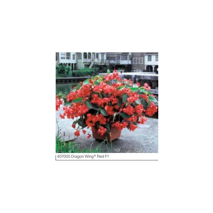 Begonia x hybrida 'Dragon Wing Red'