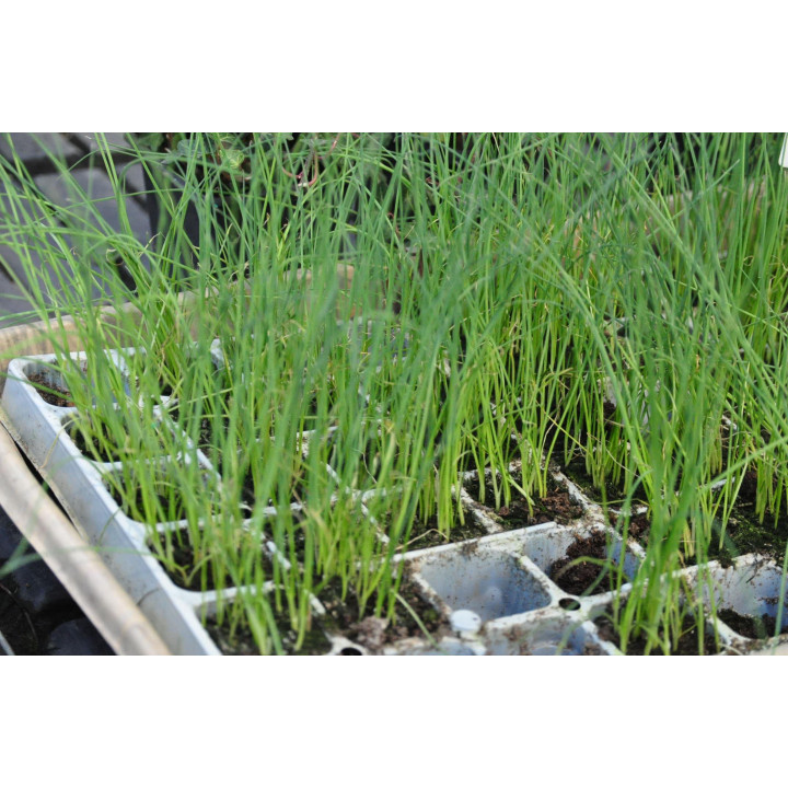 Por pęczek (10 szt) - rozsada