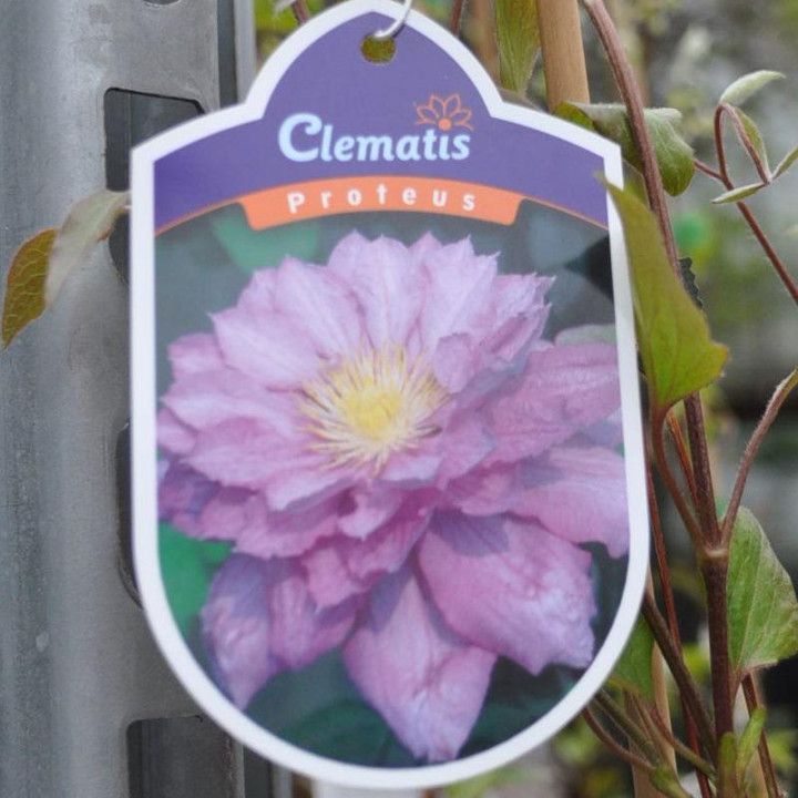 Powojnik (Clematis)