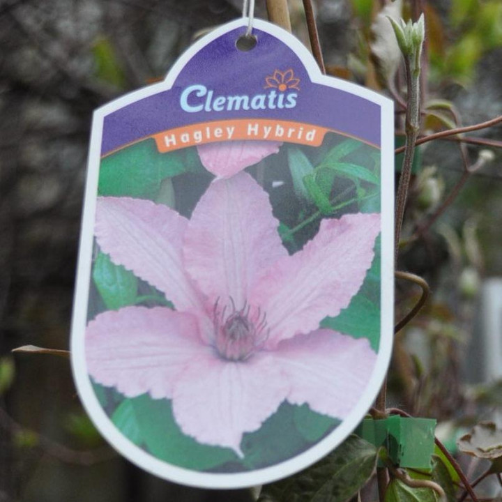 Powojnik (Clematis)  Hagley Hybrid