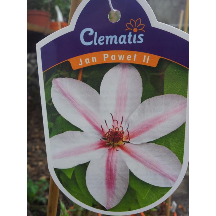 Powojnik Jan Paweł II