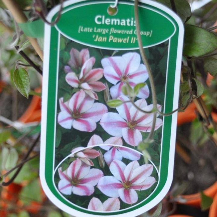 Powojnik (Clematis) Jan Paweł II