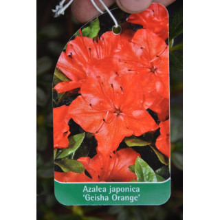 Azalia japońska