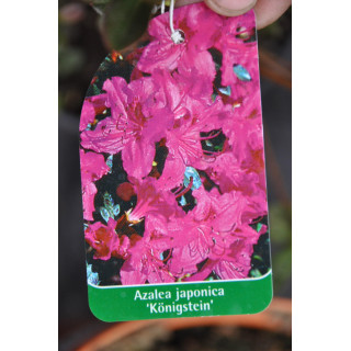 Azalia japońska Kunigstein