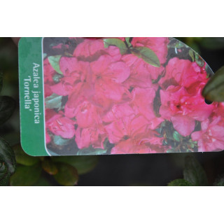 Azalia japońska Tornella