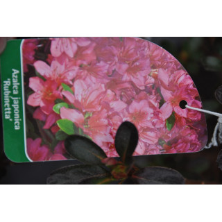 Azalia japońska Rubinetta