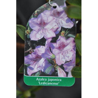 Azalia japońska Ledicanense