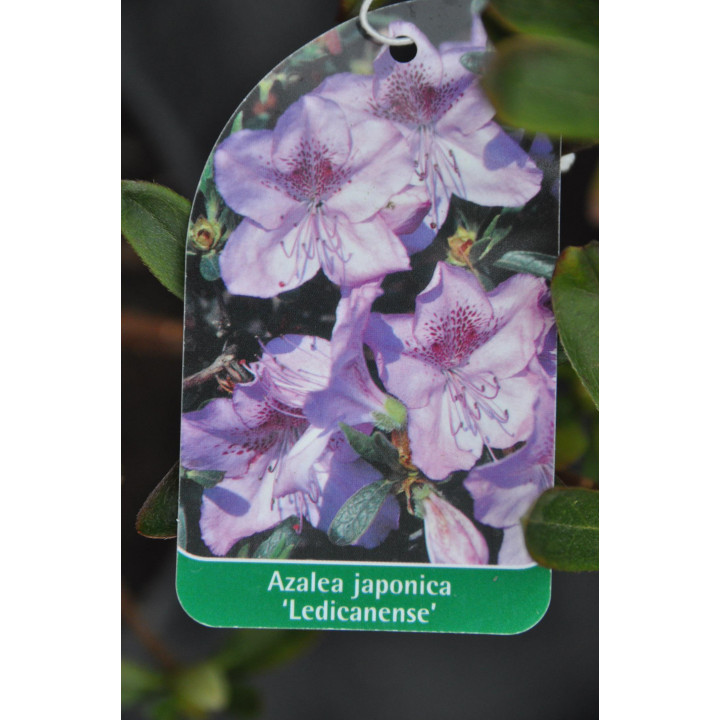 Azalia japońska Ledicanense