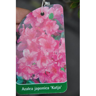 Azalia japońska Katia